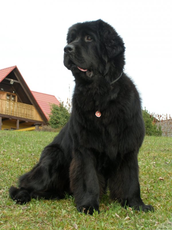 Фото: ньюфаундленд Chernaya Mafia Maybe She Will (Черная Мафия Маубе Ше Вилл)