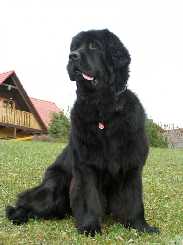 Фото: ньюфаундленд Chernaya Mafia Maybe She Will (Черная Мафия Маубе Ше Вилл)