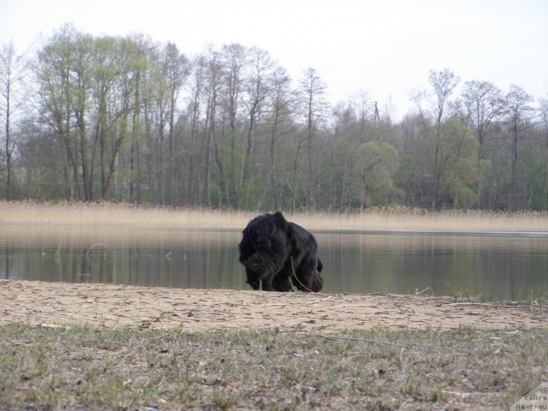 Фото: ньюфаундленд Chernaya Mafia Maybe She Will (Черная Мафия Маубе Ше Вилл)