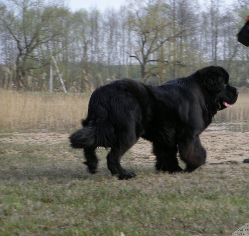 Фото: ньюфаундленд Chernaya Mafia Maybe She Will (Черная Мафия Маубе Ше Вилл)