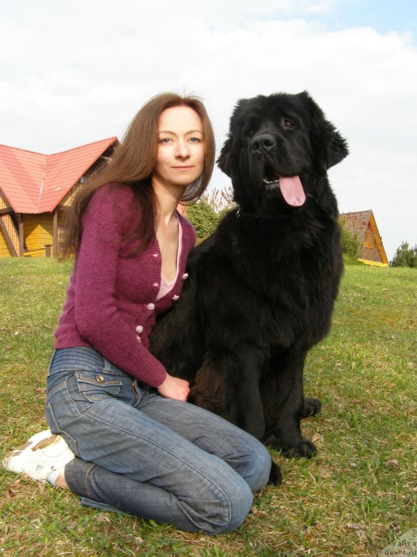 Фото: ньюфаундленд Chernaya Mafia Maybe She Will (Черная Мафия Маубе Ше Вилл), Ekaterina Bernasovskaya (Екатерина Бернасовская)