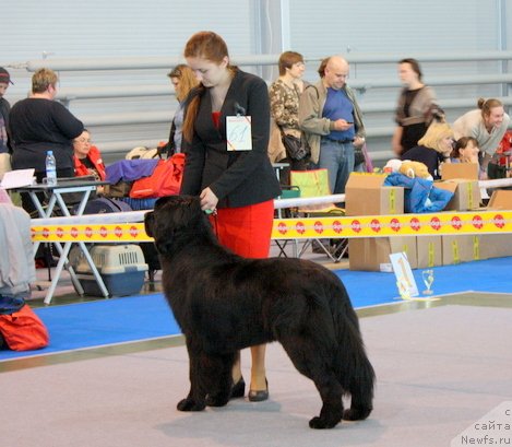 Фото: ньюфаундленд Chernyj Chank s Berega Dona (Черный Чанк с Берега Дона)