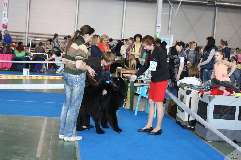 Фото: ньюфаундленд Chernyj Chank s Berega Dona (Черный Чанк с Берега Дона)