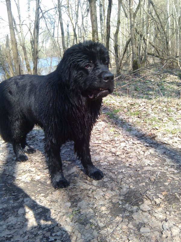 Фото: ньюфаундленд Chernyj Chank s Berega Dona (Черный Чанк с Берега Дона)