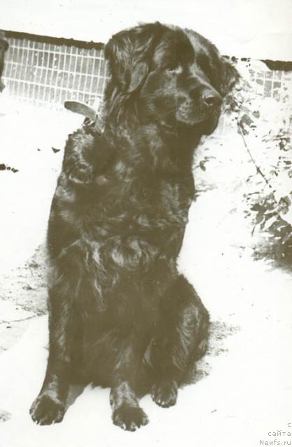 Фото: ньюфаундленд Brayda (Брайда)