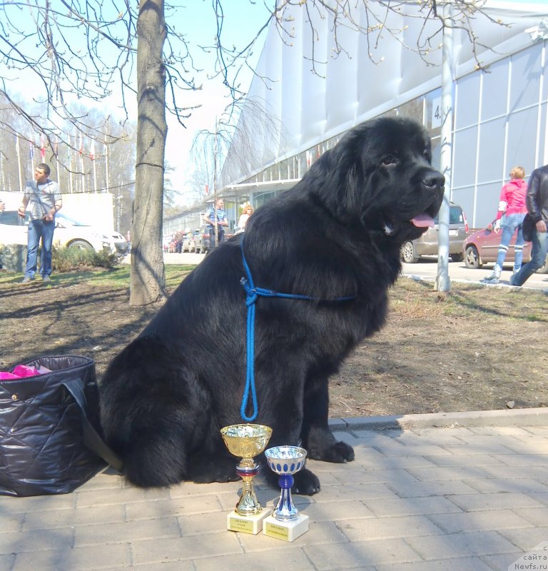 Фото: ньюфаундленд Chernyj Chank s Berega Dona (Черный Чанк с Берега Дона)