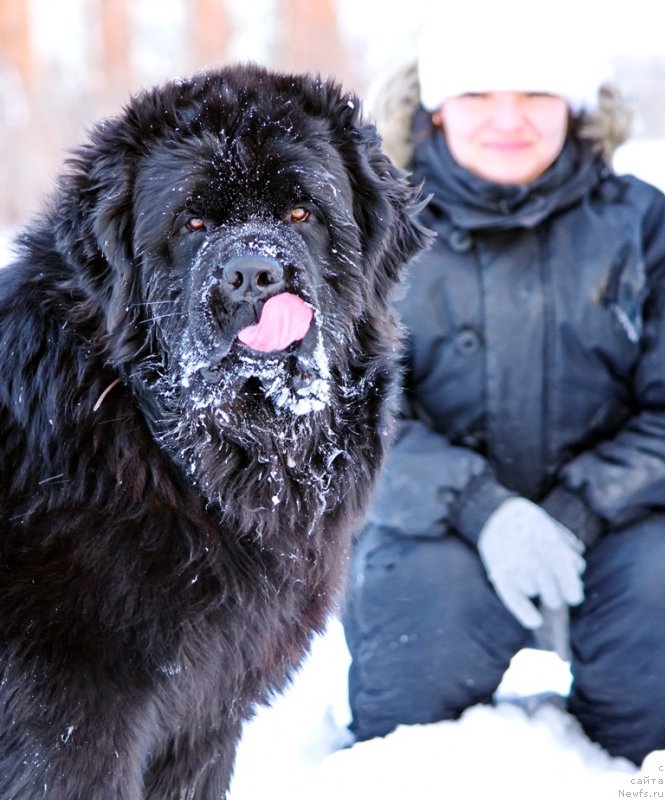 Фото: ньюфаундленд Rif iz Plemeni Kedra (Риф из Племени Кедра)