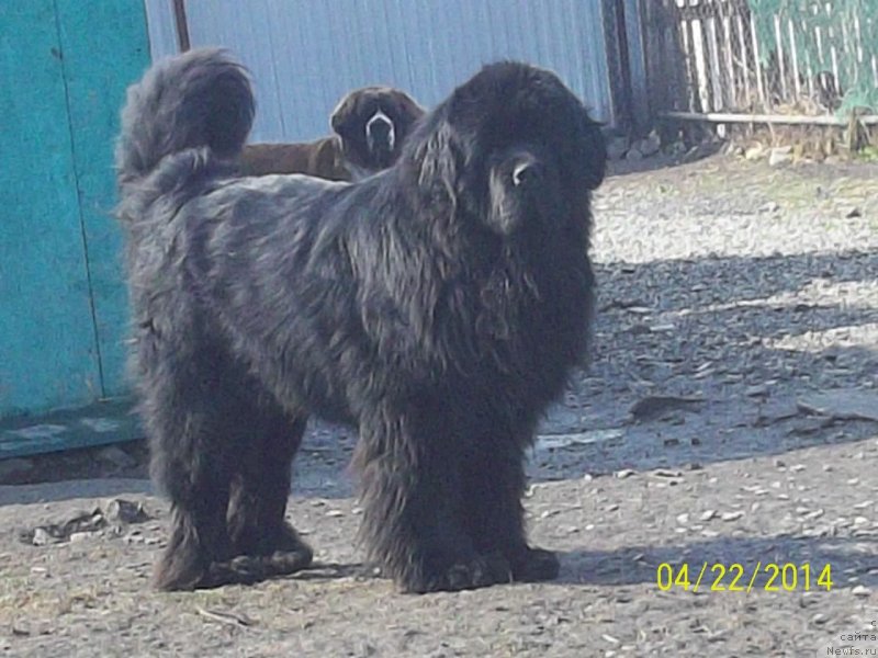 Фото: ньюфаундленд Super Premium Mikado (Супер Премиум Микадо)