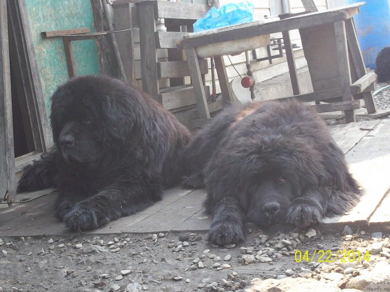 Фото: ньюфаундленд Viski Red Label Veps (Виски Ред Лейбл Вепс), ньюфаундленд Super Premium Nao Del Trato (Супер Премиум Нао Дел Трато)