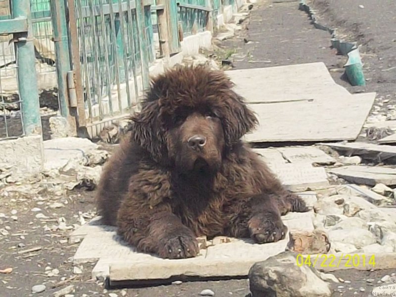 Фото: ньюфаундленд N'yufort YU'Severino (Ньюфорт Ю'Северино)