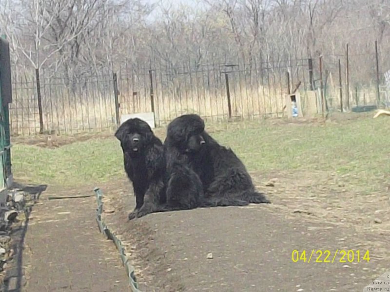 Фото: ньюфаундленд Super Premium Nao Del Trato (Супер Премиум Нао Дел Трато), ньюфаундленд Super Premium Nemessis (Супер Премиум Немессис)