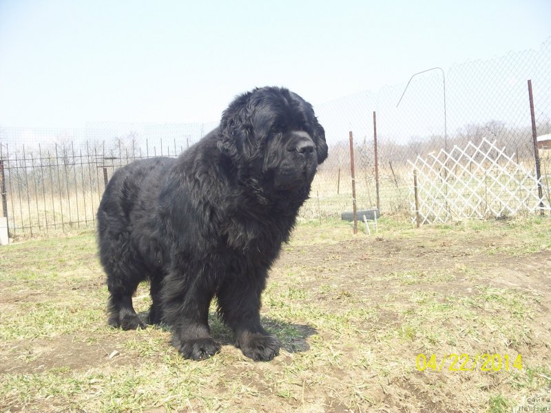 Фото: ньюфаундленд Vito Kacho Ferl (Вито Качо Ферл)