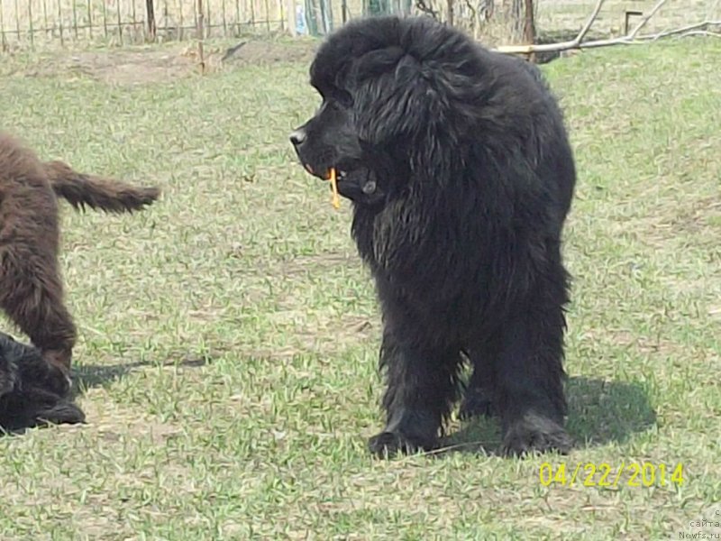 Фото: ньюфаундленд Super Premium Nao Del Trato (Супер Премиум Нао Дел Трато)