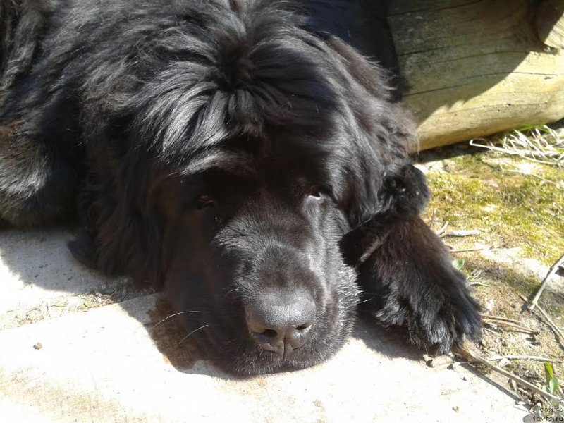 Фотография № 151611