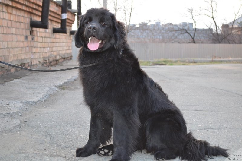 Фото: ньюфаундленд Talisman Morya Magiya Voln (Талисман Моря Магия Волн)