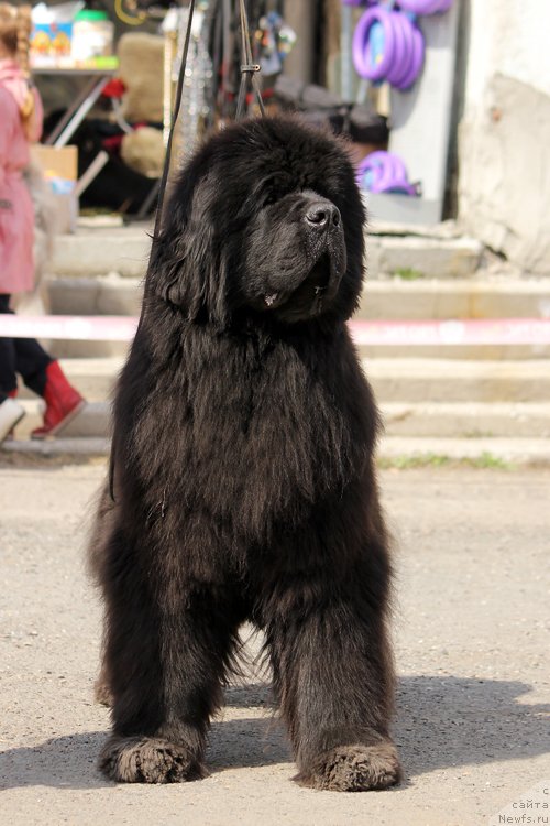 Фото: ньюфаундленд Super Premium Demi Mur (Супер Премиум Деми Мур)