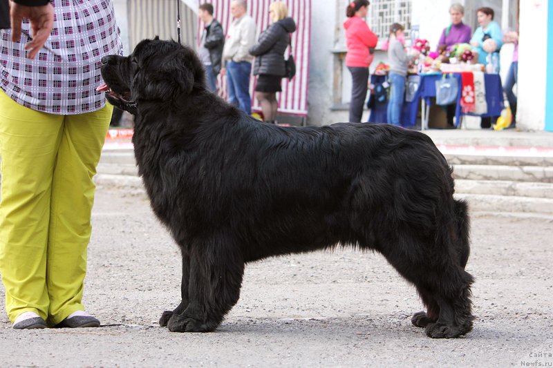 Фото: ньюфаундленд Yutlandia ot Sibirskogo Medvedja (Ютландия от Сибирского Медведя)