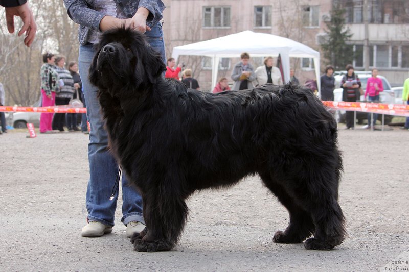 Фото: ньюфаундленд Super Premium Invisible (Супер Премиум Инвисибл)