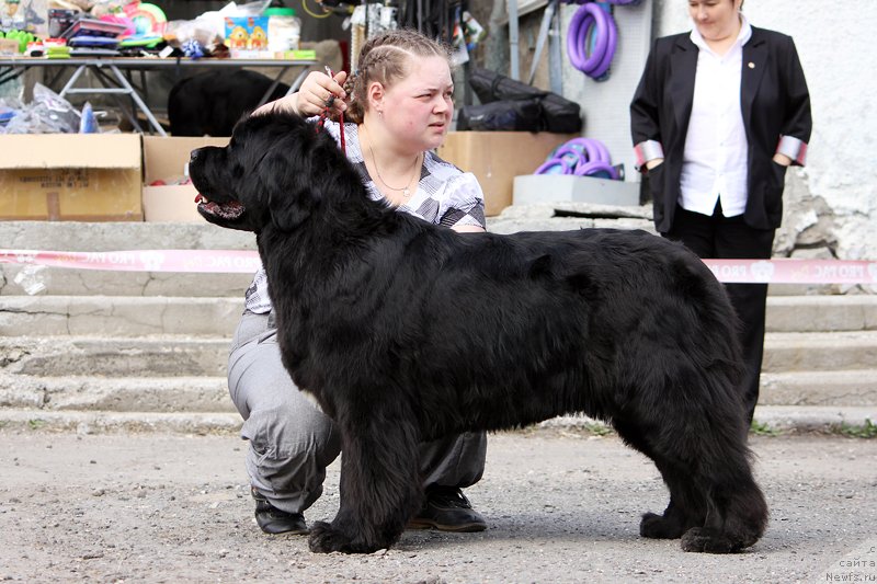 Фото: ньюфаундленд Marfa Dlja Tihogo Omuta iz Plemeni Kedra (Марфа для Тихого Омута из Племени Кедра)