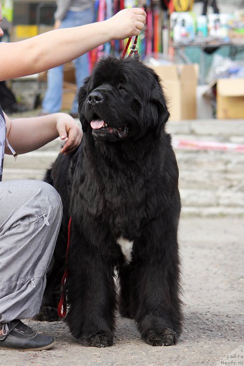 Фото: ньюфаундленд Marfa Dlja Tihogo Omuta iz Plemeni Kedra (Марфа для Тихого Омута из Племени Кедра)