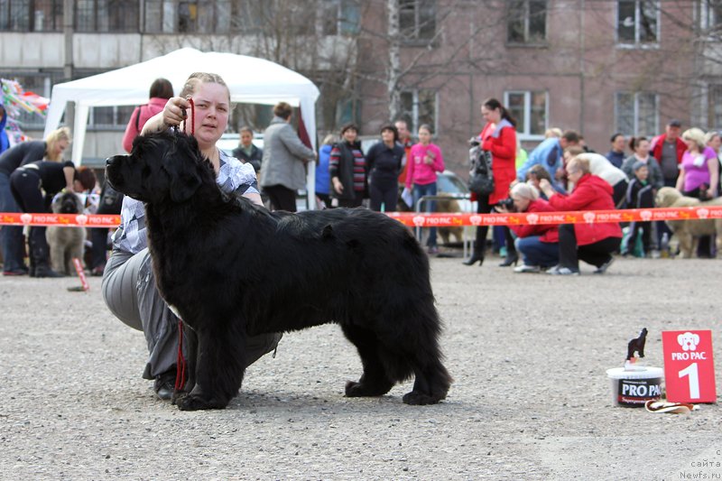 Фото: ньюфаундленд Marfa Dlja Tihogo Omuta iz Plemeni Kedra (Марфа для Тихого Омута из Племени Кедра)