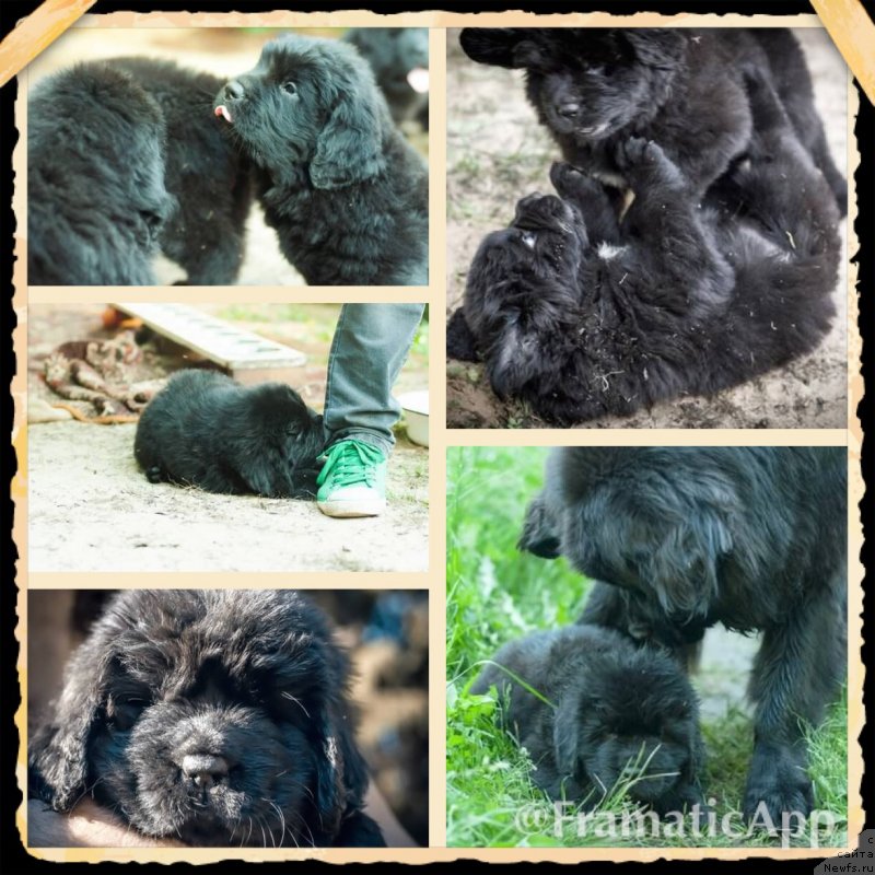 Фото: ньюфаундленд Smigar Liverpulsiy Chetvertak (Смигар Ливерпульский Четвертак), ньюфаундленд Smigar Love Story (Смигар Лав Стори), ньюфаундленд Smigar Lakost (Смигар Лакост), ньюфаундленд Smigar La Roshal' (Смигар Ла Рошаль), ньюфаундленд Smigar Legenda Vesny (Смигар Легенда Весны), ньюфаундленд Smigar Larista B'yuti (Смигар Лариста Бьюти), ньюфаундленд Smigar Laki Strayk (Смигар Лаки Страйк), ньюфаундленд Smigar L'vinoe Serdce (Смигар Львиное Сердце), ньюфаундленд Smigar Lankom Vizaj (Смигар Ланком Визаж)