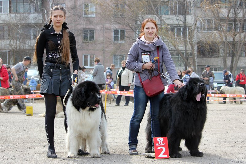 Фото: ньюфаундленд Fiamettahauz Sargas Skorpiona (Фиаметтахауз Саргас Скорпиона), ньюфаундленд Fiamettahauz Ras Al'hagi (Фиаметтахауз Рас Альхаги)