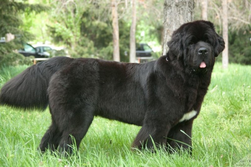 Фото: ньюфаундленд Beguschaya po Volnam Elegant Elizabeth (Бегущая по Волнам Елегант Елизабетх)