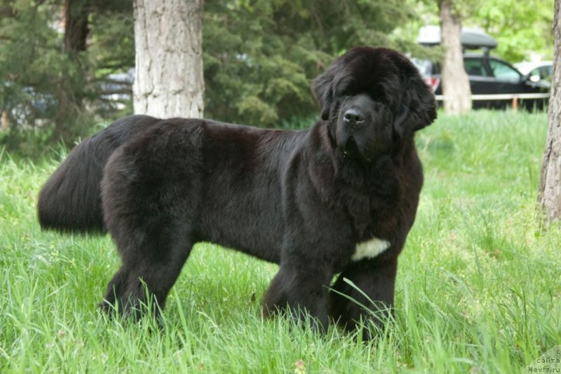 Фото: ньюфаундленд Beguschaya po Volnam Elegant Elizabeth (Бегущая по Волнам Елегант Елизабетх)