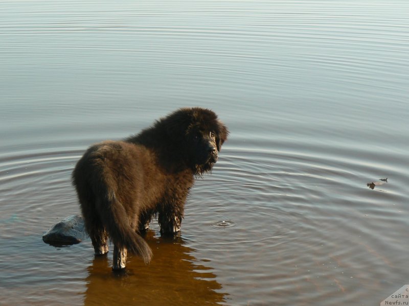 Фото: ньюфаундленд Smigar Ukrotitel'nica Tigrov (Смигар Укротительница Тигров)