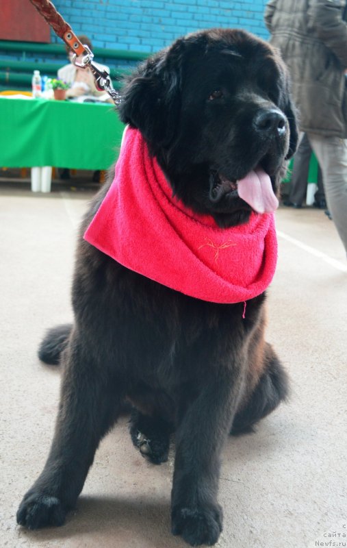 Фотография № 151666