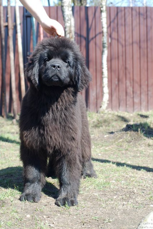 Фото: ньюфаундленд Emotsia iz Antagrada (Эмоция из Антаграда)