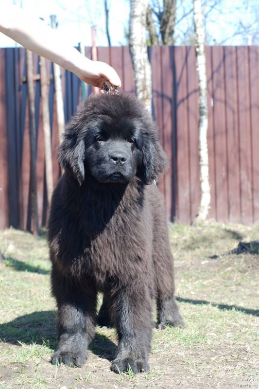 Фото: ньюфаундленд Emotsia iz Antagrada (Эмоция из Антаграда)