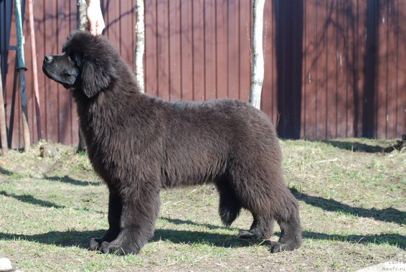 Фото: ньюфаундленд Emotsia iz Antagrada (Эмоция из Антаграда)