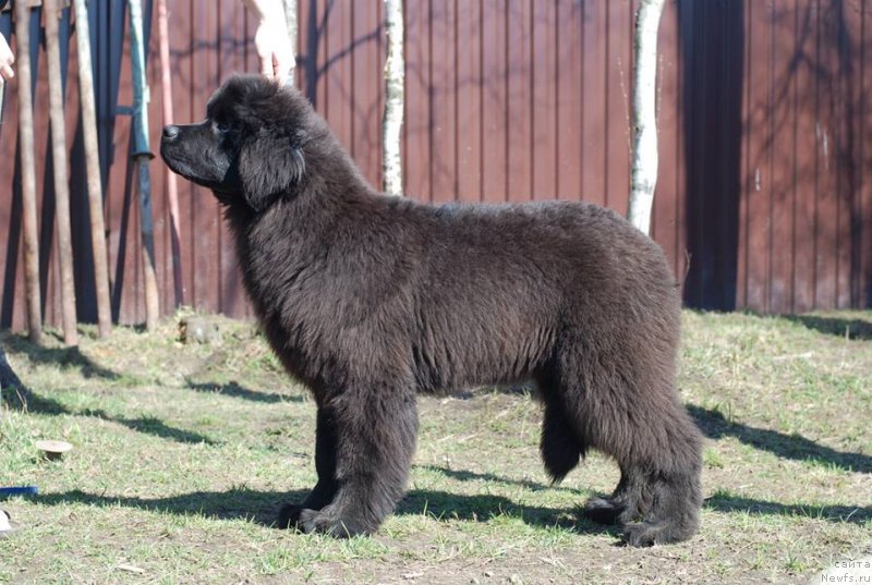 Фото: ньюфаундленд Emotsia iz Antagrada (Эмоция из Антаграда)