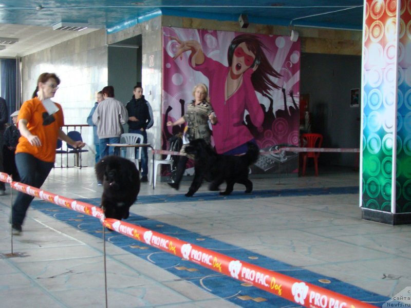 Фото: ньюфаундленд Rusalochka iz Plemeni Kedra (Русалочка из Племени Кедра), ньюфаундленд YElberet Zvezdnaya ot Sibirskogo Medvedya (Элберет Звездная от Сибирского Медведя)