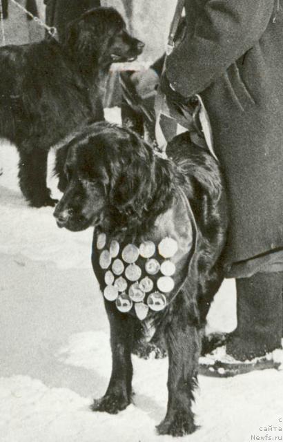Фото: ньюфаундленд Rula (Рула)
