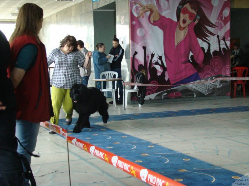 Фото: ньюфаундленд Yutlandia ot Sibirskogo Medvedja (Ютландия от Сибирского Медведя)