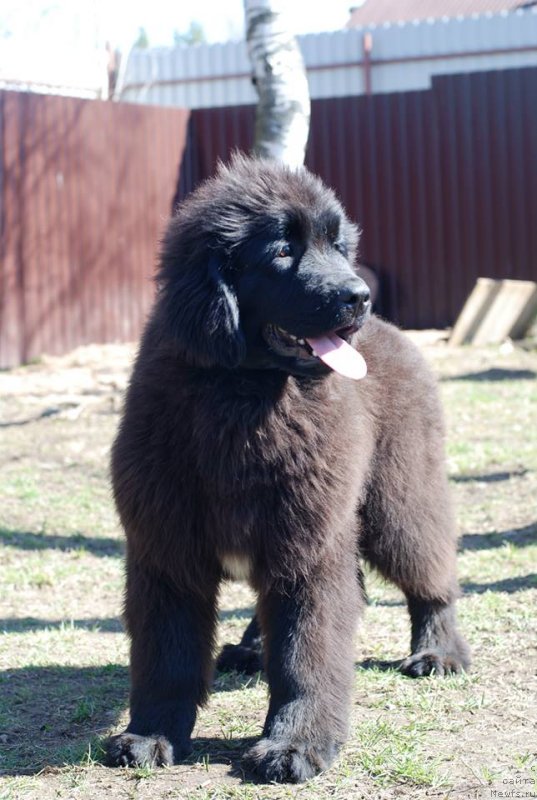 Фото: ньюфаундленд Emansipatsia is Antagrada (Эмансипация из Антаграда)