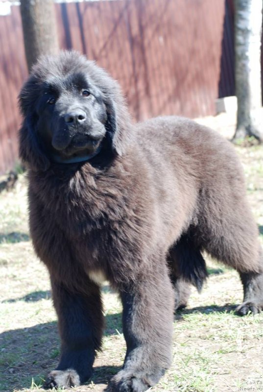 Фото: ньюфаундленд Emansipatsia is Antagrada (Эмансипация из Антаграда)