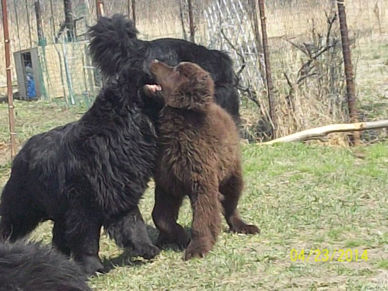 Фото: ньюфаундленд Super Premium Nemessis (Супер Премиум Немессис), ньюфаундленд N'yufort YU'Severino (Ньюфорт Ю'Северино)