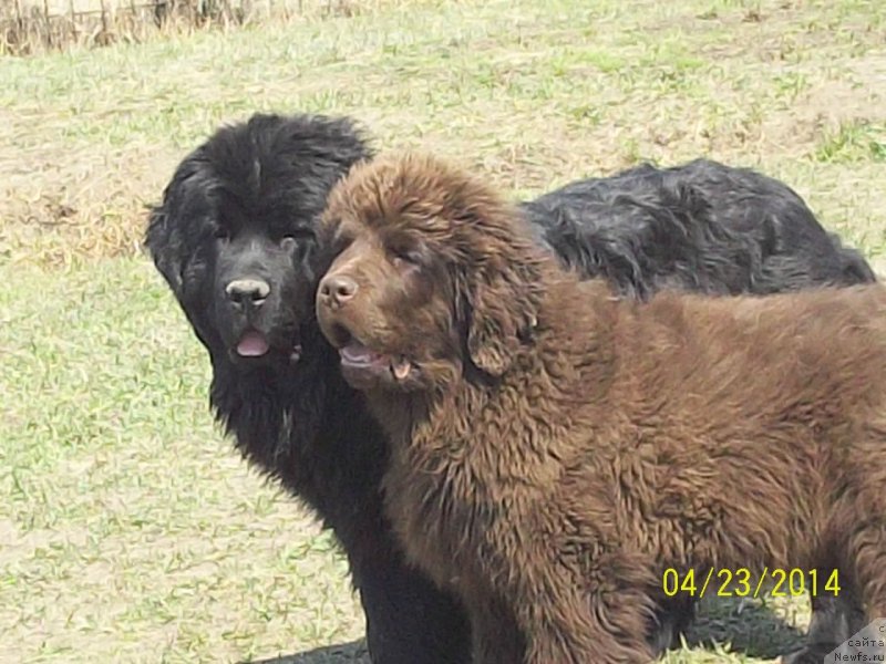 Фото: ньюфаундленд Super Premium Nemessis (Супер Премиум Немессис), ньюфаундленд N'yufort YU'Severino (Ньюфорт Ю'Северино)