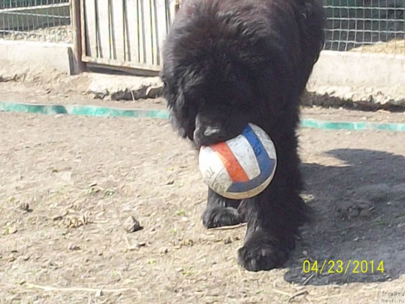 Фото: ньюфаундленд Viski Red Label Veps (Виски Ред Лейбл Вепс)