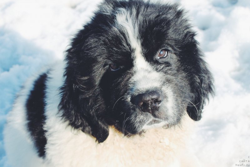 Фото: ньюфаундленд Adonis ot Sibirskogo Medvedya (Адонис от Сибирского Медведя)