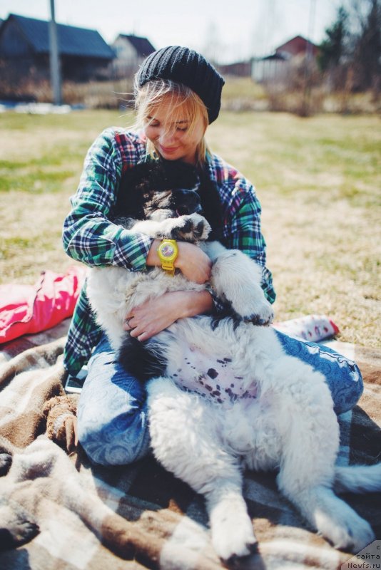 Фото: ньюфаундленд Adonis ot Sibirskogo Medvedya (Адонис от Сибирского Медведя)
