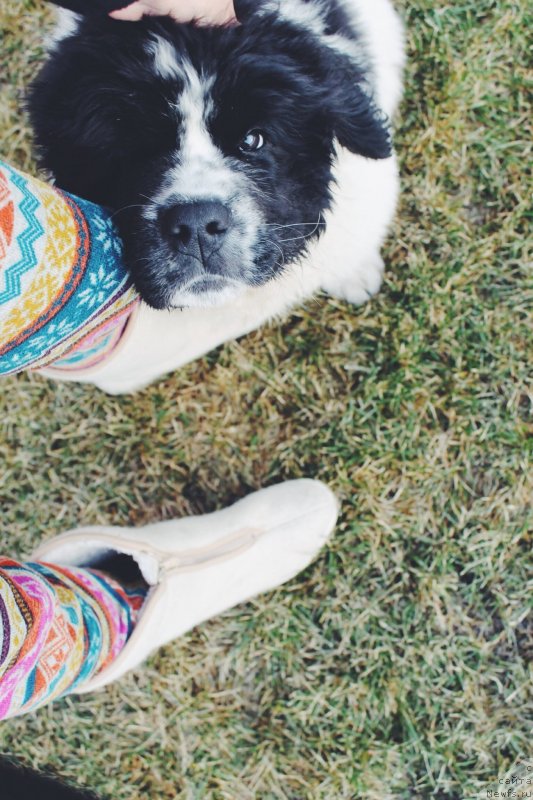 Фото: ньюфаундленд Adonis ot Sibirskogo Medvedya (Адонис от Сибирского Медведя)