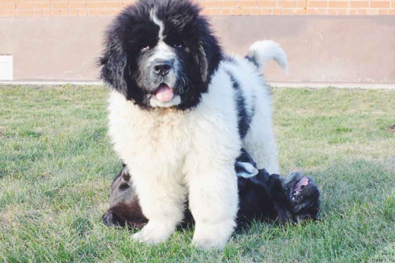 Фото: ньюфаундленд Adonis ot Sibirskogo Medvedya (Адонис от Сибирского Медведя)