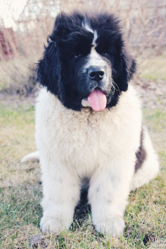 Фото: ньюфаундленд Adonis ot Sibirskogo Medvedya (Адонис от Сибирского Медведя)