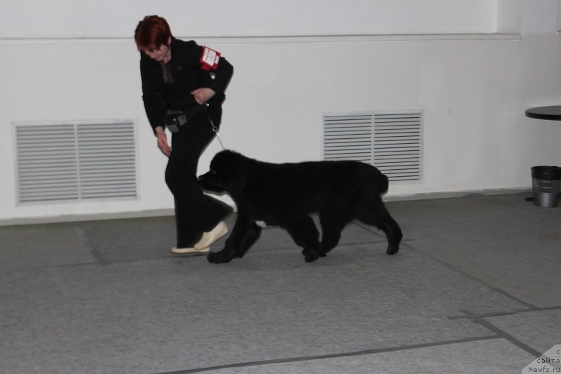 Фото: ньюфаундленд Super Bizon Liliman (Супер Бизон Лилимэн)