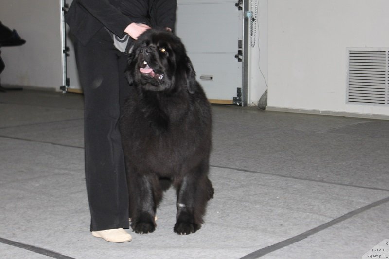 Фото: ньюфаундленд Lunnaya Sonata Dlya Elenyi Grand Byebi (Лунная Соната Для Елены Гранд Бэби)